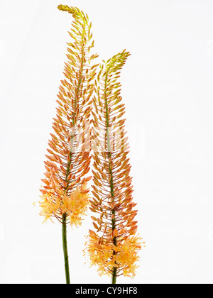 Eremurus Stenophyllus, Fuchsschwanz Lily. Zwei Plume geprägt orange gefärbten Stielen vor einem weißen Hintergrund Stockfoto