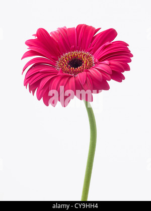 Gerbera "Explorer", einzelne rosa Blume auf einem Stiel vor einem weißen Hintergrund Stockfoto