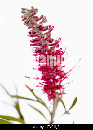 Einzelne Leiter der ungewöhnlichen rot blühenden Gladiolen, Grevillea 'Misty Red', vor einem weißen Hintergrund. Stockfoto