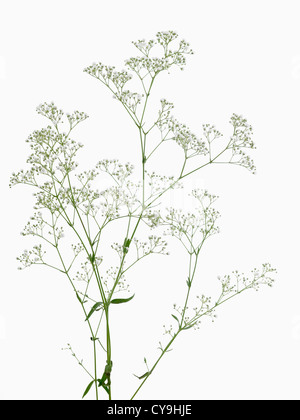 Stengel der Blüte Gipskraut, Schleierkraut Paniculata "Millionen-Stars", vor einem weißen Hintergrund Stockfoto