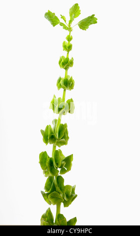 Moluccella Laevis, Glocken von Irland. Grüne Blumen auf einzelne Stamm vor einem weißen Hintergrund Stockfoto