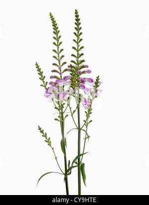 Physostegia Virginiana, Gehorsam Pflanze mit lila Blüten an aufrechten Stengeln vor einem weißen Hintergrund. Stockfoto