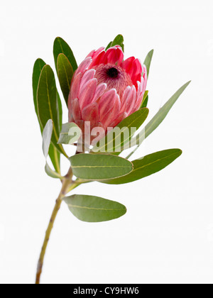 Das Protea Neriifolia X susannae, Rosa Eis. Einzelne Blume auf grünen Stiel vor einem weißen Hintergrund. Stockfoto