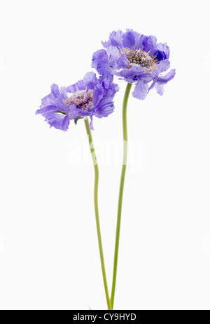 Scabiosa Caucasica 'Stäfa', blaue zwei Witwenblume Blumen auf weißem Hintergrund Stockfoto