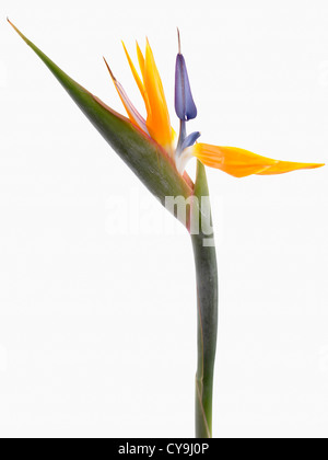 Strelitzia Reginae Paradiesvogel Blume vor einem weißen Hintergrund Stockfoto