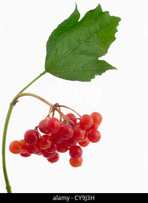 Viburnum Opulus 'Compactum', kompakte Guelder Rose rote Beeren auf einem weißen Hintergrund Stockfoto