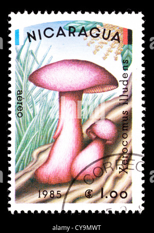 Briefmarke aus Nicaragua, Pilze darstellen. Stockfoto