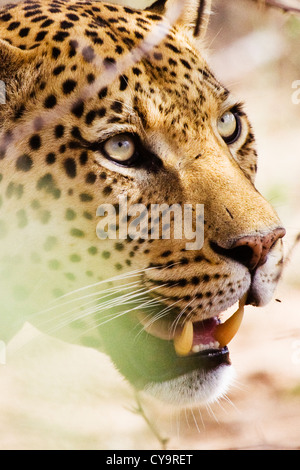 Männliche Leoparden in das Okonjima Wildreservat in Namibia, nördlich von Windhoek Stockfoto