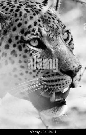 Männliche Leoparden in das Okonjima Wildreservat in Namibia, nördlich von Windhoek in schwarz / weiß Stockfoto