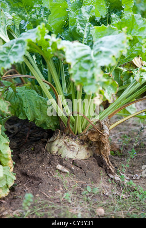 Beta Vulgaris Zuckerrüben Pflanze wächst im Feld Stockfoto