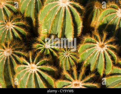 Kaktus, Parodia Magnifica. UK-Gewächshaus. Stockfoto