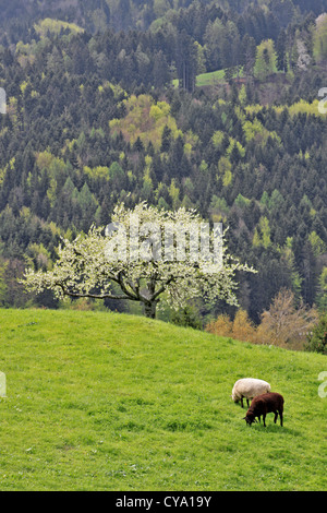 Schafe auf einer Alm Stockfoto