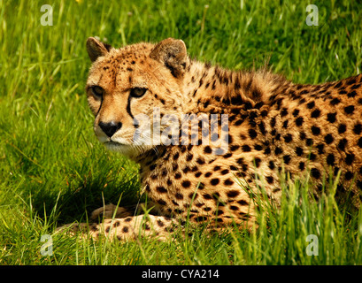 Murphy ein junger Gepard Stockfoto