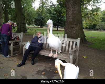 Ein Alter Mann schläft auf einer Parkbank neben ein Pelikan im Londoner St James Park. Stockfoto