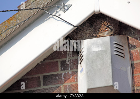 Mehlschwalbe (Delichon Urbica) Nest unter dem Dach von einer Giebelseite Stockfoto