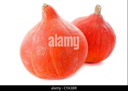 Red Kuri Squash, kleiner Kürbis vor weißem Hintergrund Stockfoto