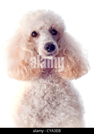 schöne reinrassige Pudel vor einem weißen Hintergrund Stockfoto