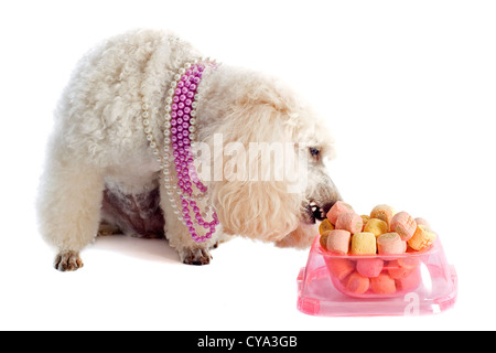 schöne reinrassige Pudel vor einem weißen Hintergrund Stockfoto