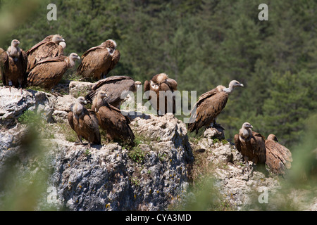 Viele Gänsegeier (abgeschottet Fulvus) in den Cevennen-Nationalpark, Frankreich Stockfoto