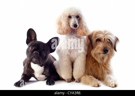 Porträt eines Pyrenäen-Schäferhund, Pudel und französische Bulldogge vor einem weißen Hintergrund Stockfoto