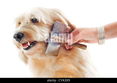 Pflege von einem Griffon vor weißem Hintergrund Stockfoto