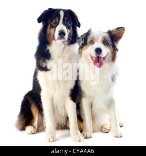 reinrassige australian Shepherds vor weißem Hintergrund Stockfoto