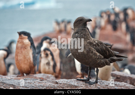 Braun subantarktischen Skua (Stercoraius Antarcticus) und Adelie-Pinguine (Pygoscelis Adeliae), Krönung Island, South Orkneys Stockfoto