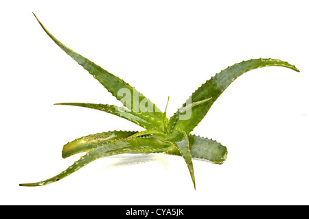 Aloe Vera isoliert im Wasser auf weiß Stockfoto