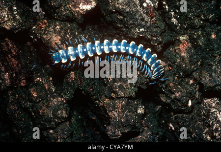 Tausendfüßler (Myremecodesmus / Pararhachistes Potosinus: Polydesmidae) auf einen Stamm Mexiko Stockfoto