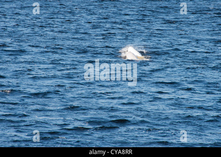 Kanada, Québec, Saguenay River. Walbeobachtung, Beluga-Wale (WILD: Delphinapterus Leucas). Saguenay – St. Lawrence Marine Park. Stockfoto