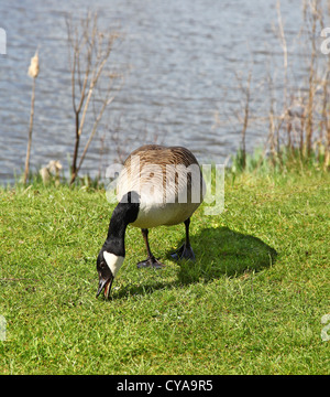 Eine Kanadagans (Branta Canadensis) Fütterung auf dem Rasen neben dem Wasser Stockfoto