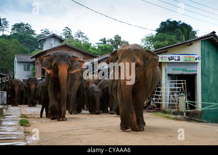 Sri Lankas Elefanten zu Fuß durch die Straßen von Kegella zum Fluss zum Waschen in Pinawalla Stockfoto