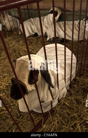 Schaf ruhen in ihren schützenden Jacken, während sie warten, bis auf ein kleines Land in Cummington, Massachusetts gezeigt werden. Stockfoto