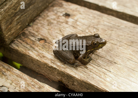 Ein grüner Frosch ruht auf einem Brett entlang der Orono Bog Promenade, welche Winde durch das Moor, die Füße bleiben trocken und sicheren Lebensraum. Stockfoto