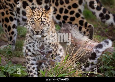 Amur-Leopard Cub, 2 Monate alt Stockfoto