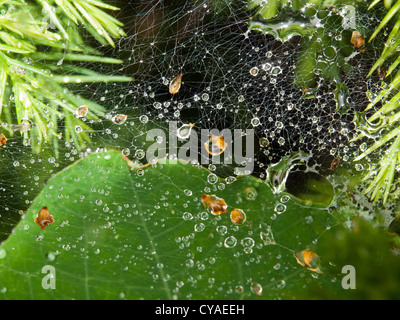 Spider Web nach Regenfällen auf grüne Blätter fallen Stockfoto
