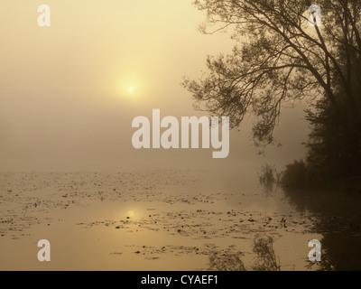 Sonnenaufgang über einem nebligen Teich Stockfoto