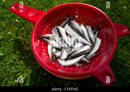 Frisch entkernte und gereinigte Vendace (corregonus albula) Fische werden auf einem Sieb, Finnland getrocknet Stockfoto