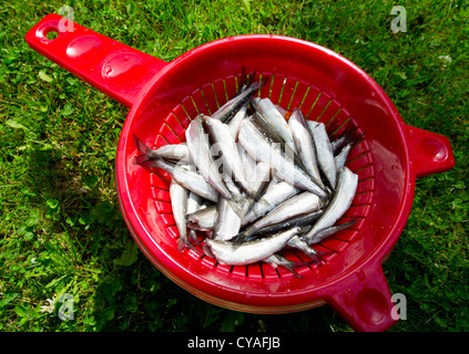 Frisch entkernte und gereinigte Vendace (corregonus albula) Fische werden auf einem Sieb, Finnland getrocknet Stockfoto