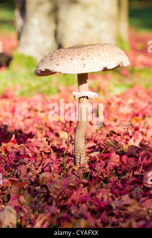 Macrolepiota Procera Parasol Pilz Pilze wachsen unter Rotes Laub im Herbst Stockfoto