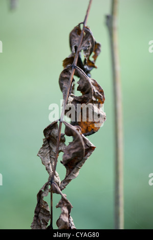 Symptome der Asche Absterben auf junge Esche Niederwald in Wayland Wood, Norfolk Stockfoto