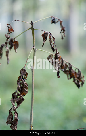 Symptome der Asche Absterben auf junge Esche Niederwald in Wayland Wood, Norfolk Stockfoto