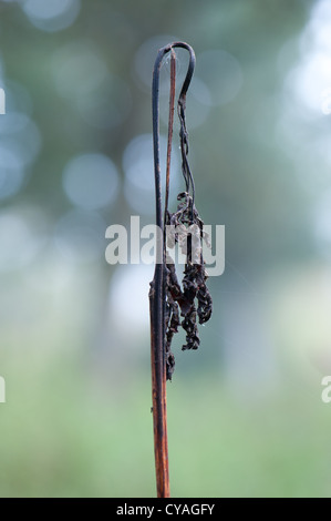 Symptome der Asche Absterben auf junge Esche Niederwald in Wayland Wood, Norfolk Stockfoto