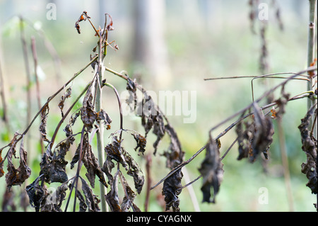 Symptome der Asche Absterben auf junge Esche Niederwald in Wayland Wood, Norfolk Stockfoto