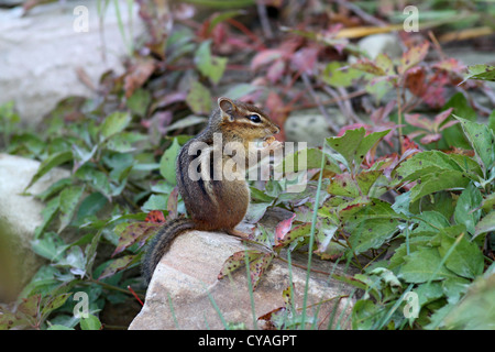 Östliche chipmunk Stockfoto