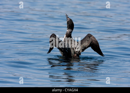 Gemeinsamen Loon, Gavia Immer fast in voller Zucht Gefieder, erstreckt sich im Ozean in Rebecca spucken, Quadra Island, BC, Kanada im April Stockfoto