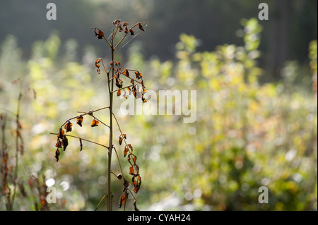 Symptome der Asche Absterben auf junge Esche Niederwald in Wayland Wood, Norfolk Stockfoto