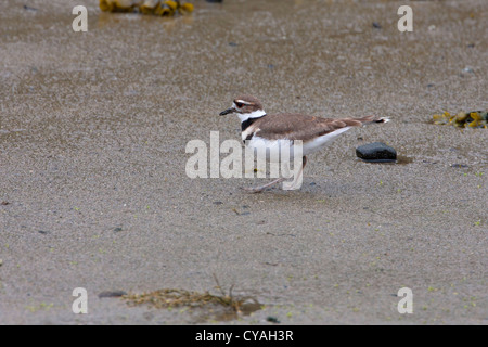 Killdeer (Charadrius lautstarken) Fütterung am Strand von Quadra Island, BC, Kanada im April Stockfoto