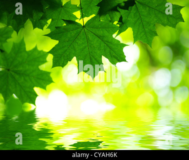 grüne Blätter im Wasser, flache Fokus reflektieren Stockfoto