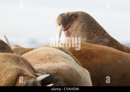 Walross (Odobenus Rosmarus), Svalbard-Inseln, Barents-See, Artic, Norwegen, Europa Stockfoto